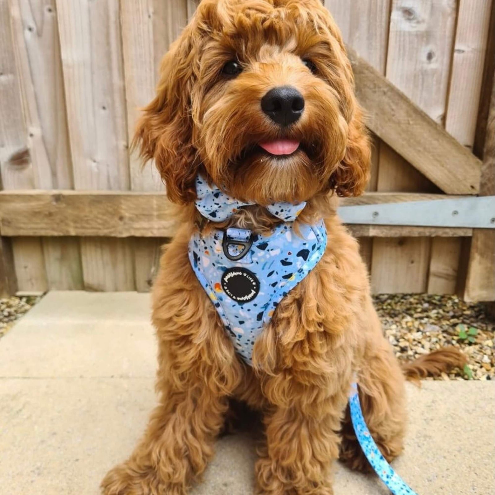 Blue Terrazzo Designer Dog Harness Puppy Harness Adjustable Pawsome Life