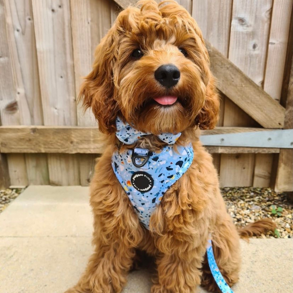 Luxury Dog Harnesses Made in the UK
