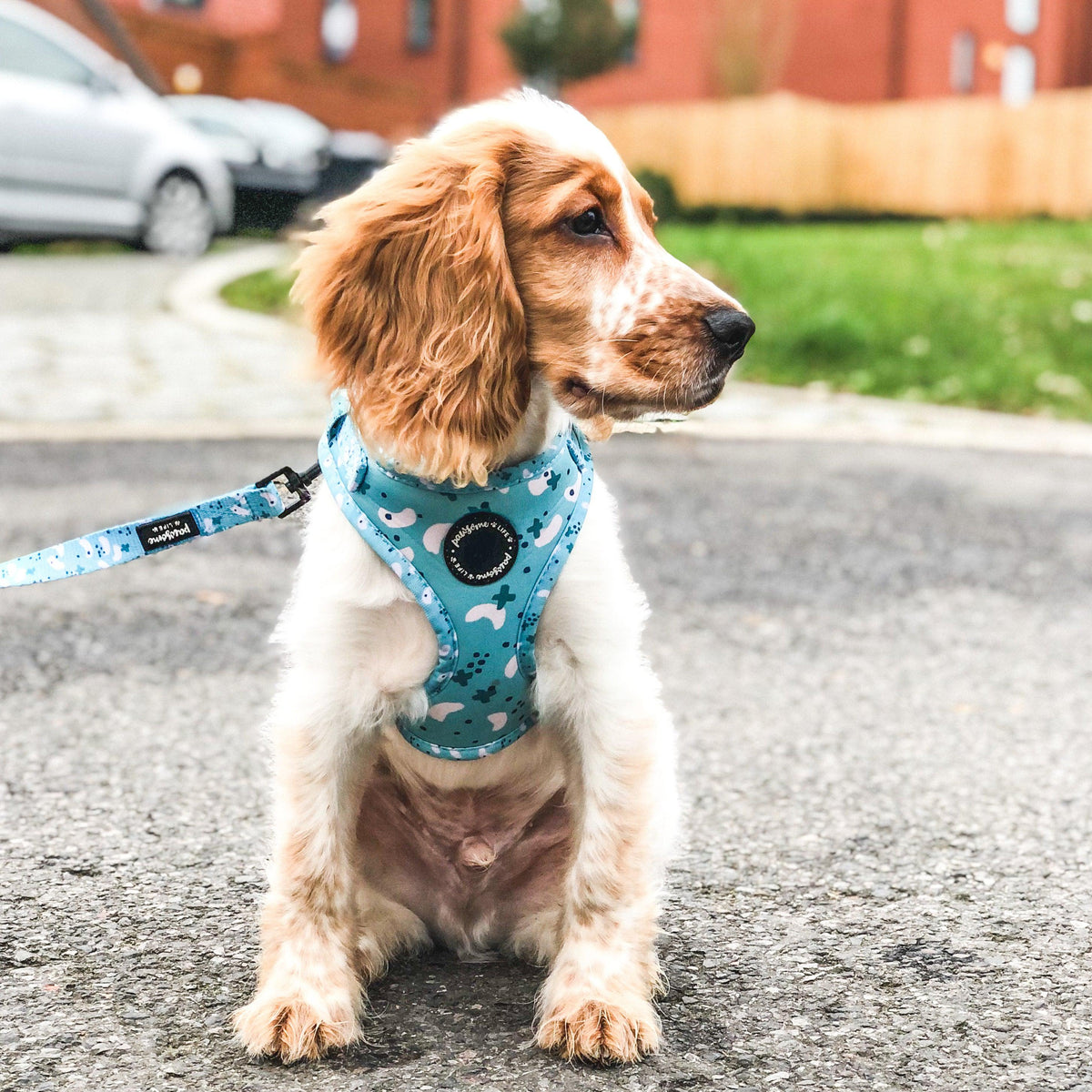 Boy dog harness best sale